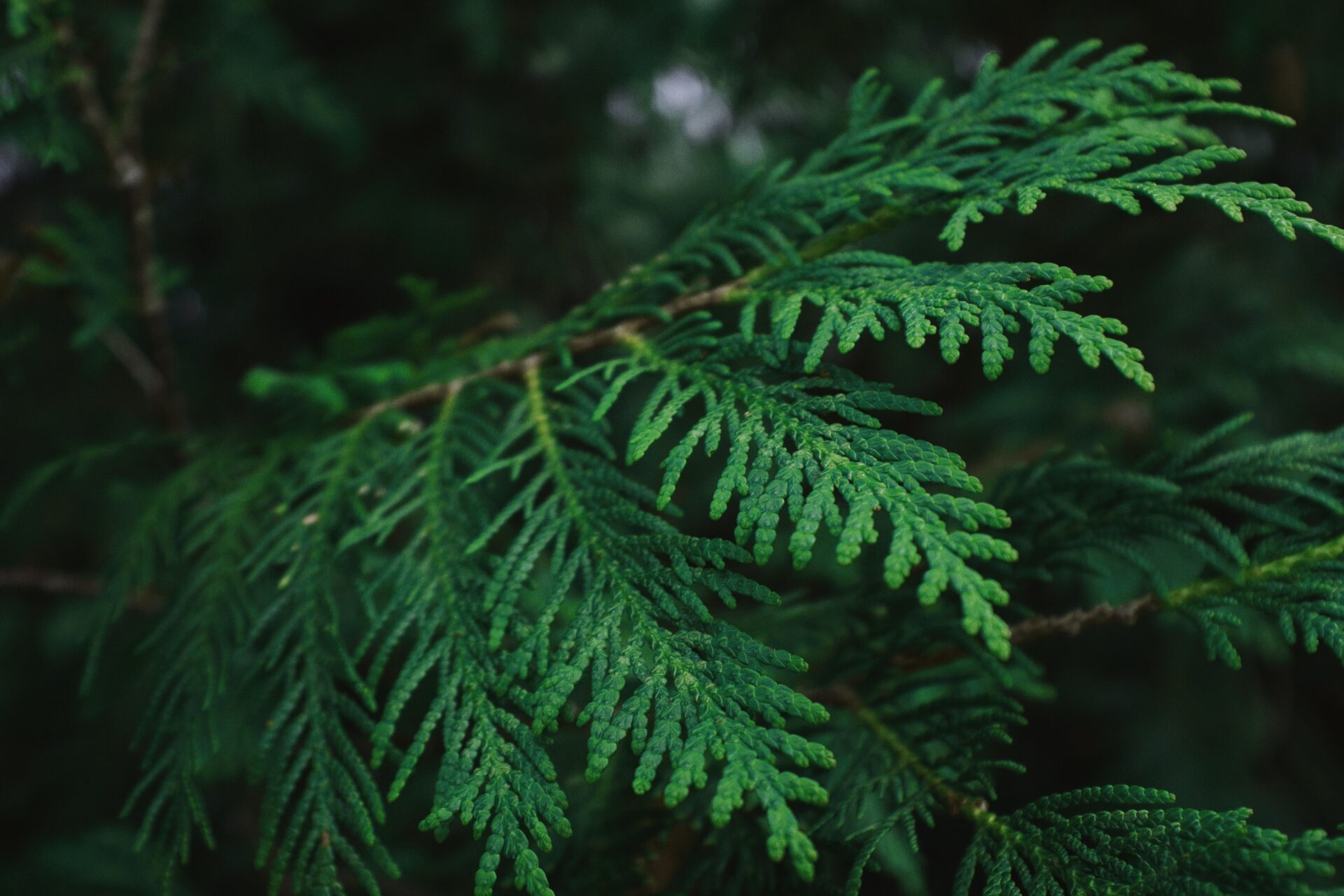 adam-kring-J3qfB1NojJU-unsplash adam-kring-J3qfB1NojJU-unsplash